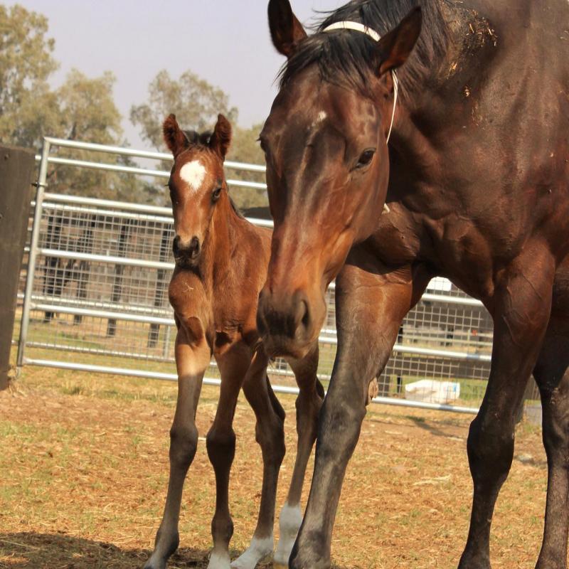 Colt by Gold Standard out of Porto Cristo