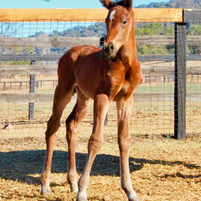 Colt out of M’Lady Hallowell