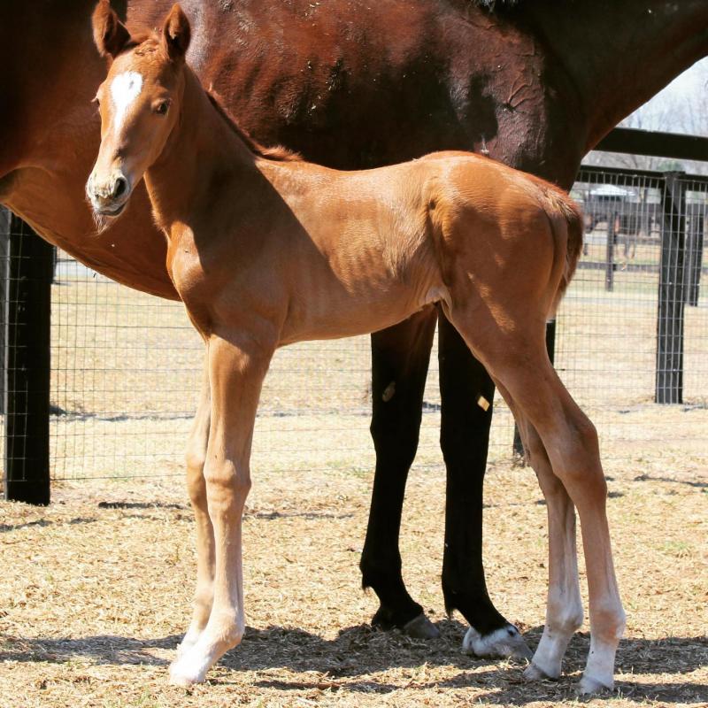 Old Standard filly out of Saxabelle.jpg
