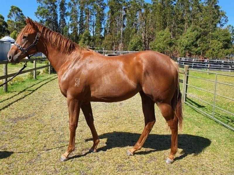 Snitzel/Imana filly