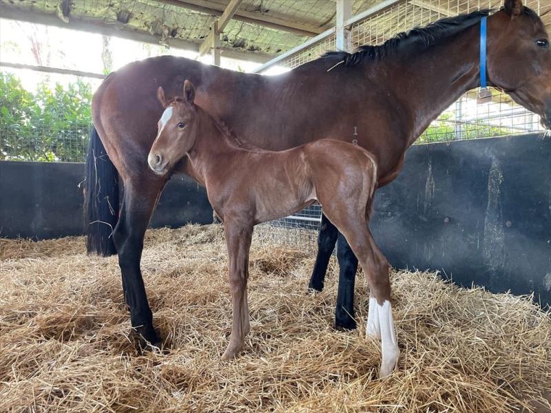 2022 Brave Smash/Saxabelle Colt